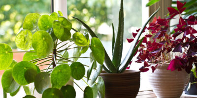 Various house plants on the window. House plant